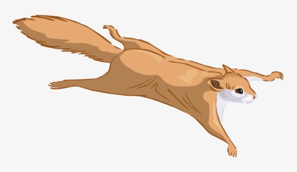 Белка летяга вектор