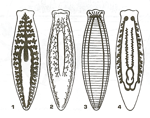 Молочная планария пищеварительная система