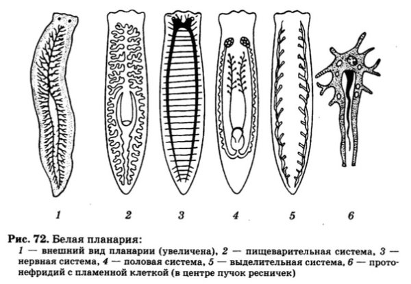 Тип плоские черви белая планария