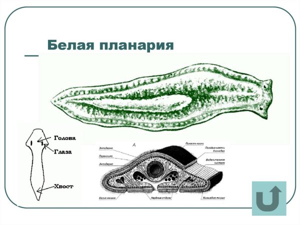 Планария мантия