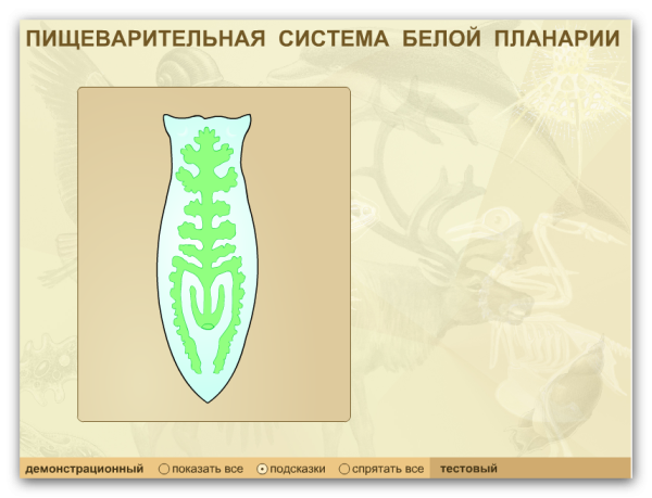 Схема пищеварительной и половой систем планарии