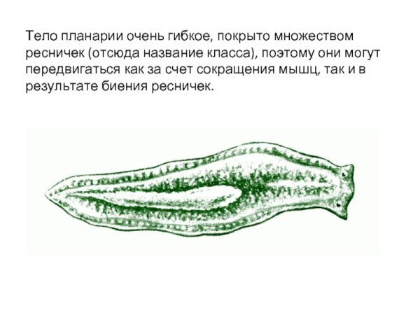 Пищеварительная система белой планарии