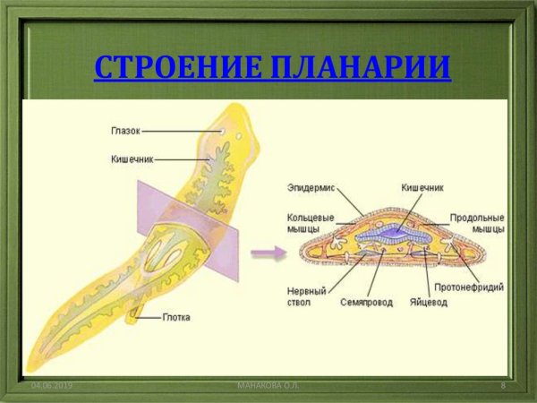 Молочная планария внутреннее строение