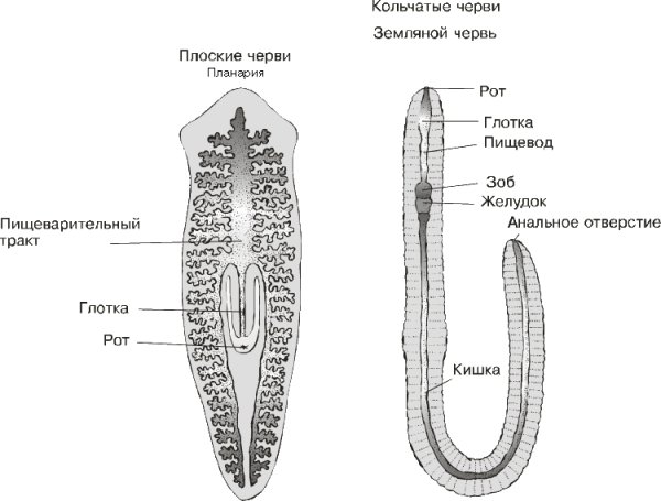 Схема пищеварительной системы плоского червя