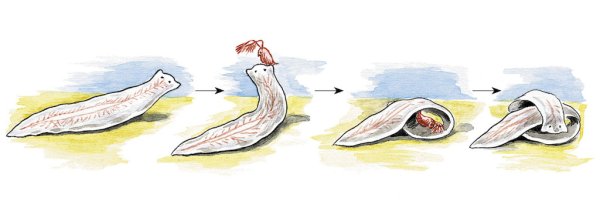 Захват добычи белой планарией