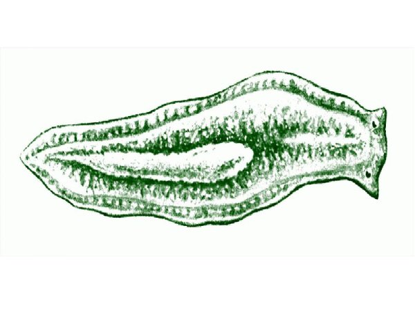 Белая планария метаморфоз