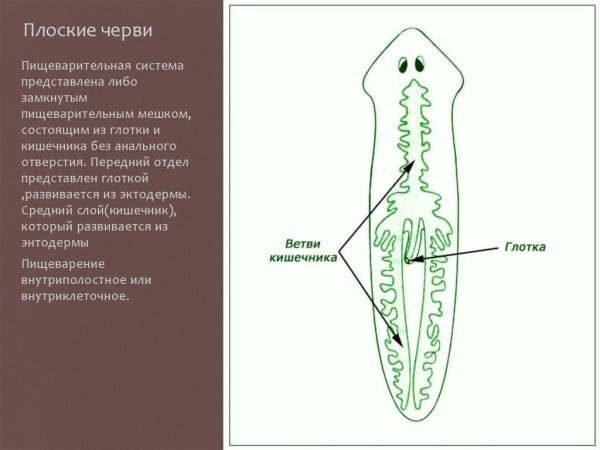 Планария строение пищеварительной системы