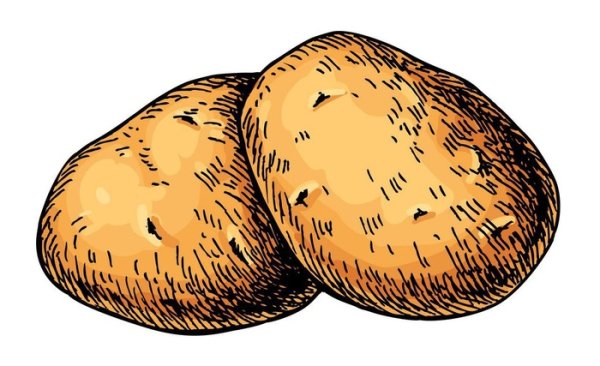 Картофель вектор