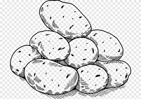 Картошка раскраска для детей