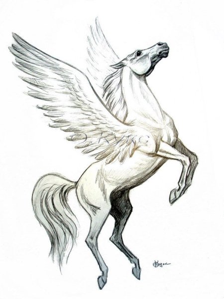 Пегас набросок