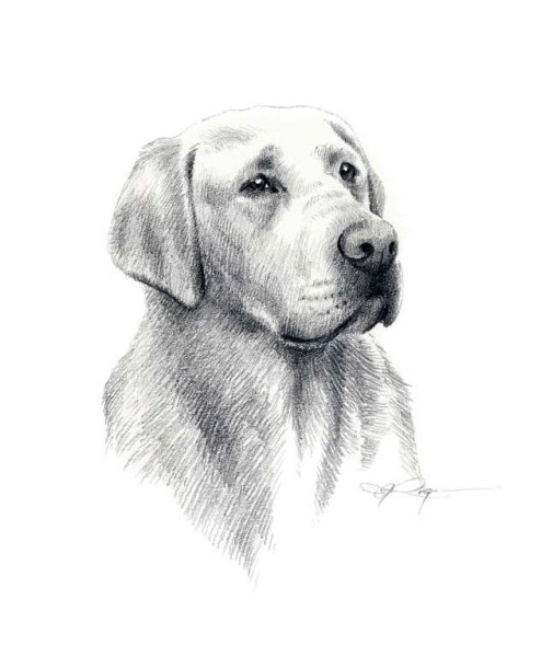 Лабрадор ретривер карандашом