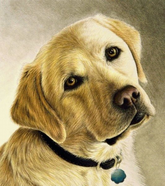 Алмазная мозаика собаки лабрадор
