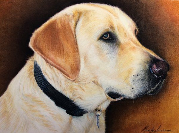 Лабрадор палевый портрет