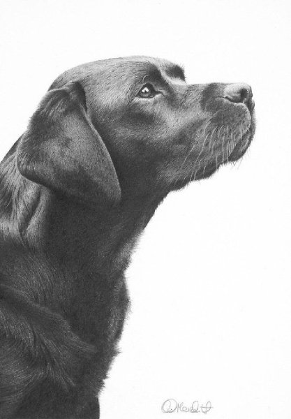 Черный лабрадор рисунок
