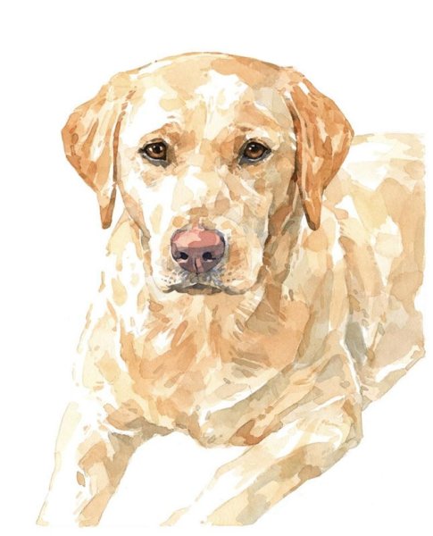 Ретривер акварелью