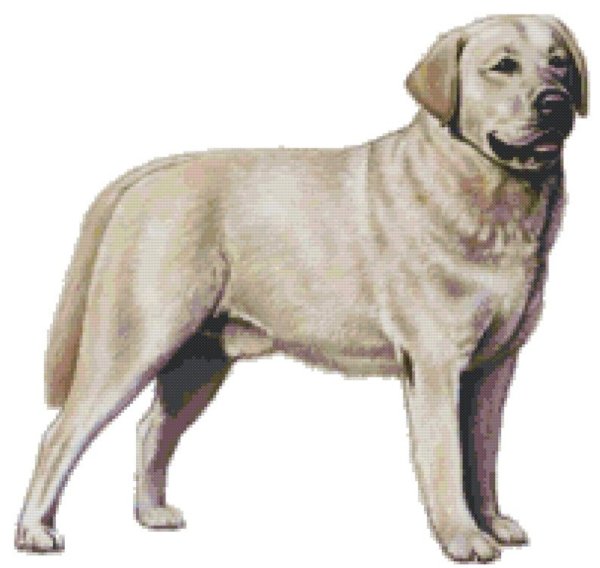 Лабрадор схематично