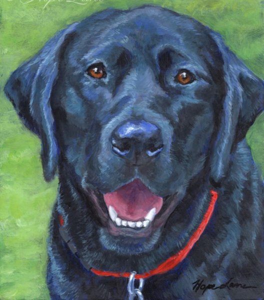 Портрет собаки ретривер лабрадор