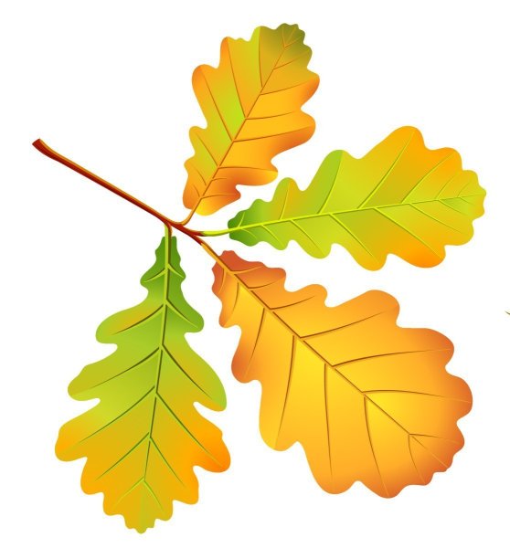 Осенний дубовый лист