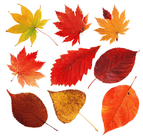 Осень листья