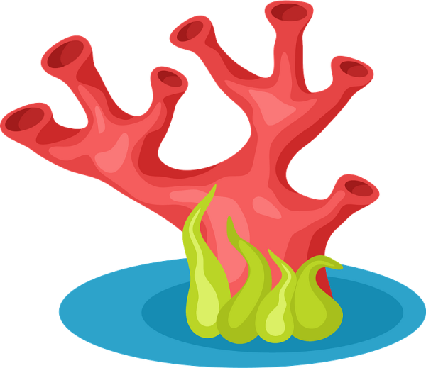 Водоросли для рисования