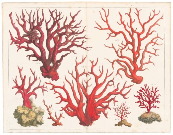 Кораллы зарисовки