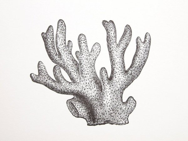 Морские кораллы