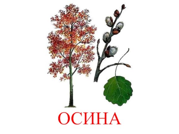 Осина дерево для детей