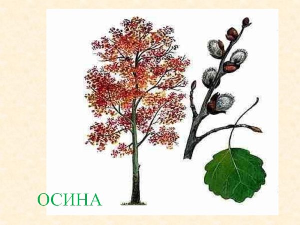 Ольха серая Фармакогнозия