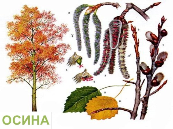 Дерево осина карандашом