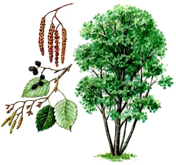 Осина биология