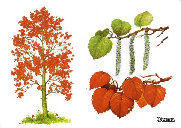 Осина карандашом