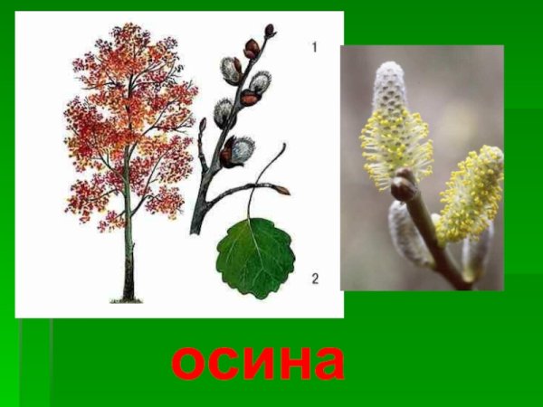 Ива ольха осина