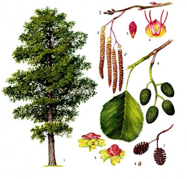 Деревья осенью для дошкольников