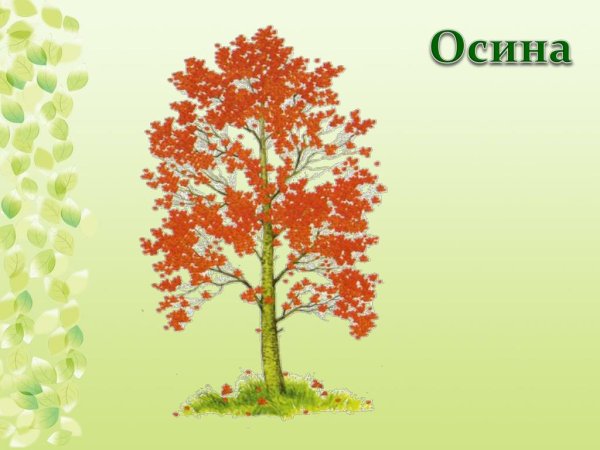 Липа мелколистная