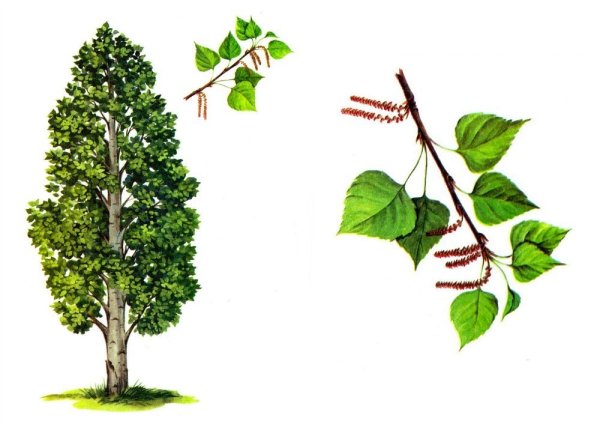 Осина рисунок карандашом