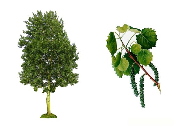 Раскраска осина дерево