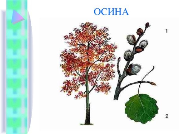 Липа мелколистная рисунок