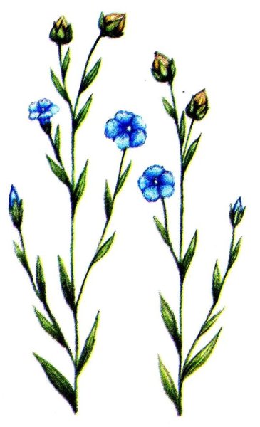 Лен обыкновенный Фармакогнозия