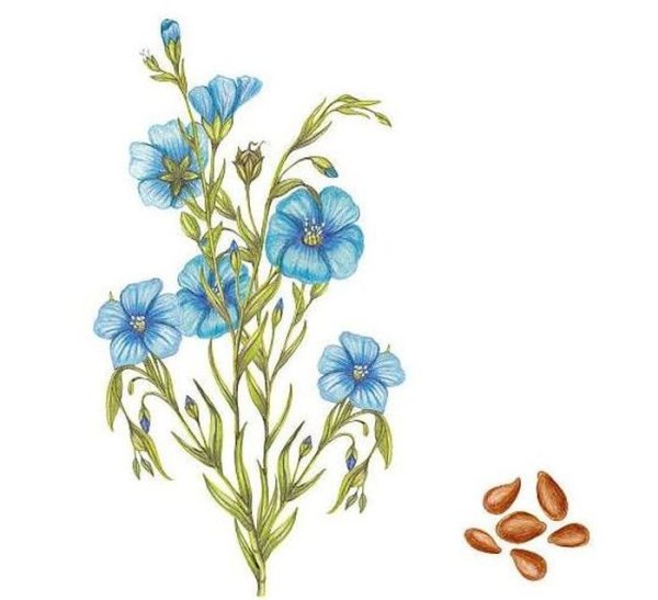 Разукрашка лен долгунец лен Кудряш