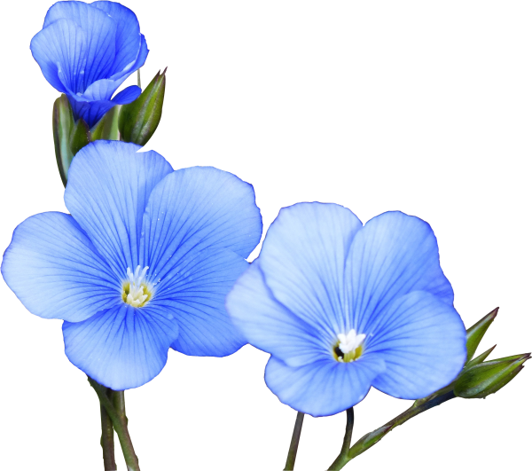 Цветы льна на прозрачном фоне