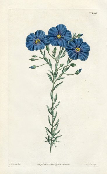 Лён обыкновенный