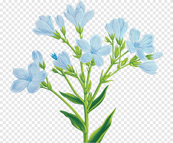 Лен рисунок для детей