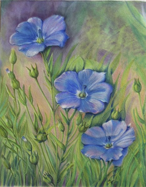 Лен Кудряш масличный Ботанический рисунок