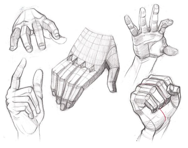 Анатомия рук для рисования