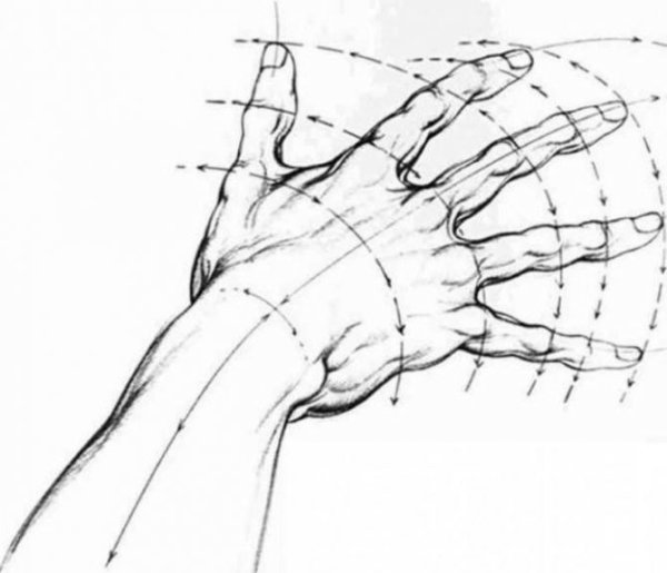 Кисть рисование анатомия