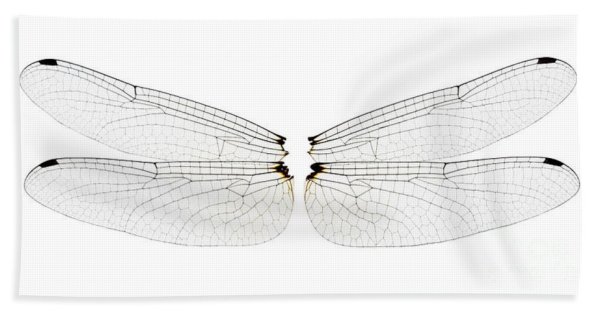 Крылья Стрекозы на белом фоне