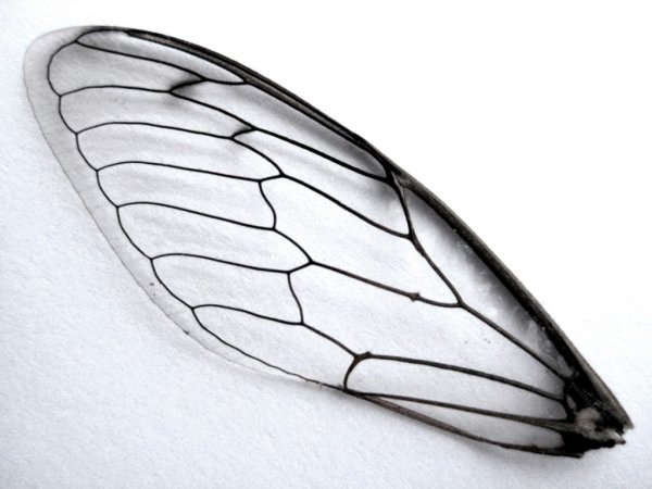 Крылышки мухи