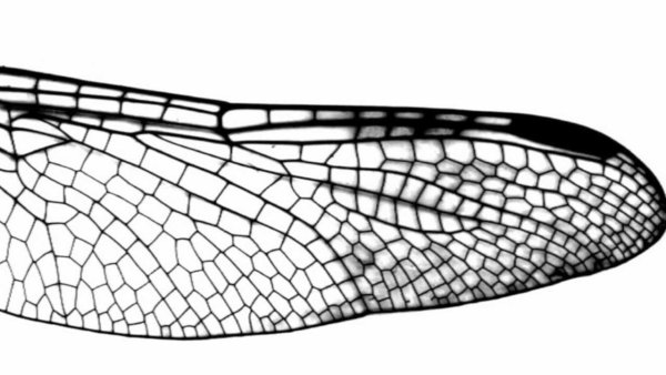 Крылья Стрекозы