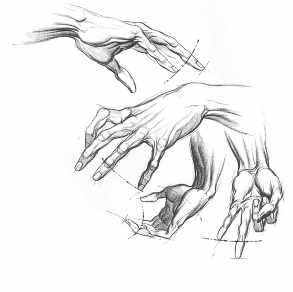 Анатомия рук кисти рук референс