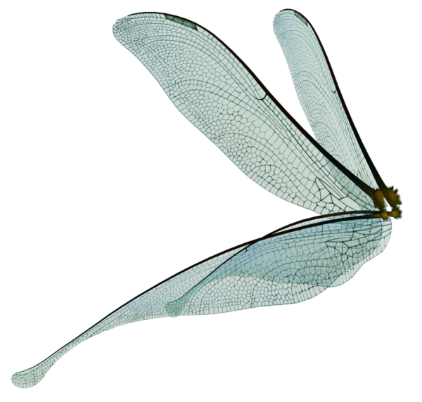 Крылышки Стрекозы